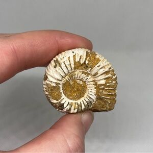 Fossilized Ammonite Specimen
